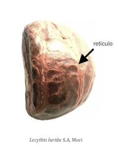 Reticulada 1